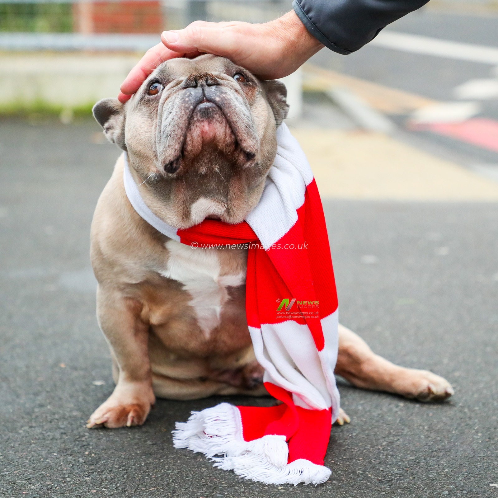 A dog wears the Brentford scarf outside of The Gtech Community Stadium prior to the Premier League match Brentford vs Ipswich Town at The Gtech Community Stadium, London, United Kingdom, 26th October 2024

(Photo by Izzy Poles/News Images)