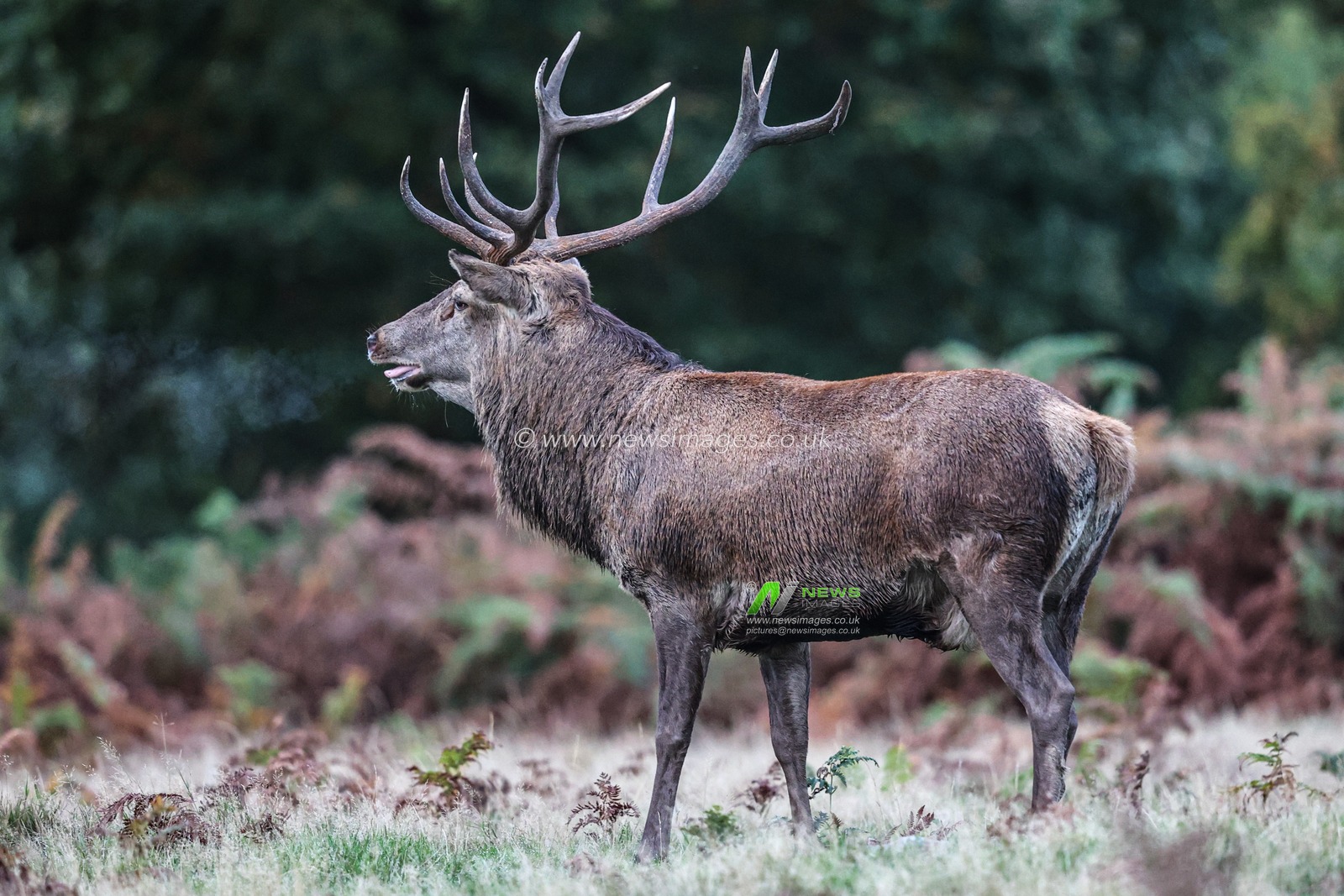 A red deer stag patrols the park looking for doe’s to mate with during the annual autumn deer rut at Bradgate Park, Newtown near Leicester, United Kingdom, 8th October 2025

(Photo by Alfie Cosgrove/News Images)