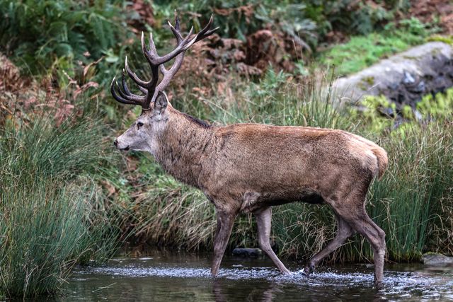 A red deer stag patrols the park looking for doe’s to mate with during the annual autumn deer rut at Bradgate Park, Newtown near Leicester, United Kingdom, 8th October 2025

(Photo by Alfie Cosgrove/News Images)