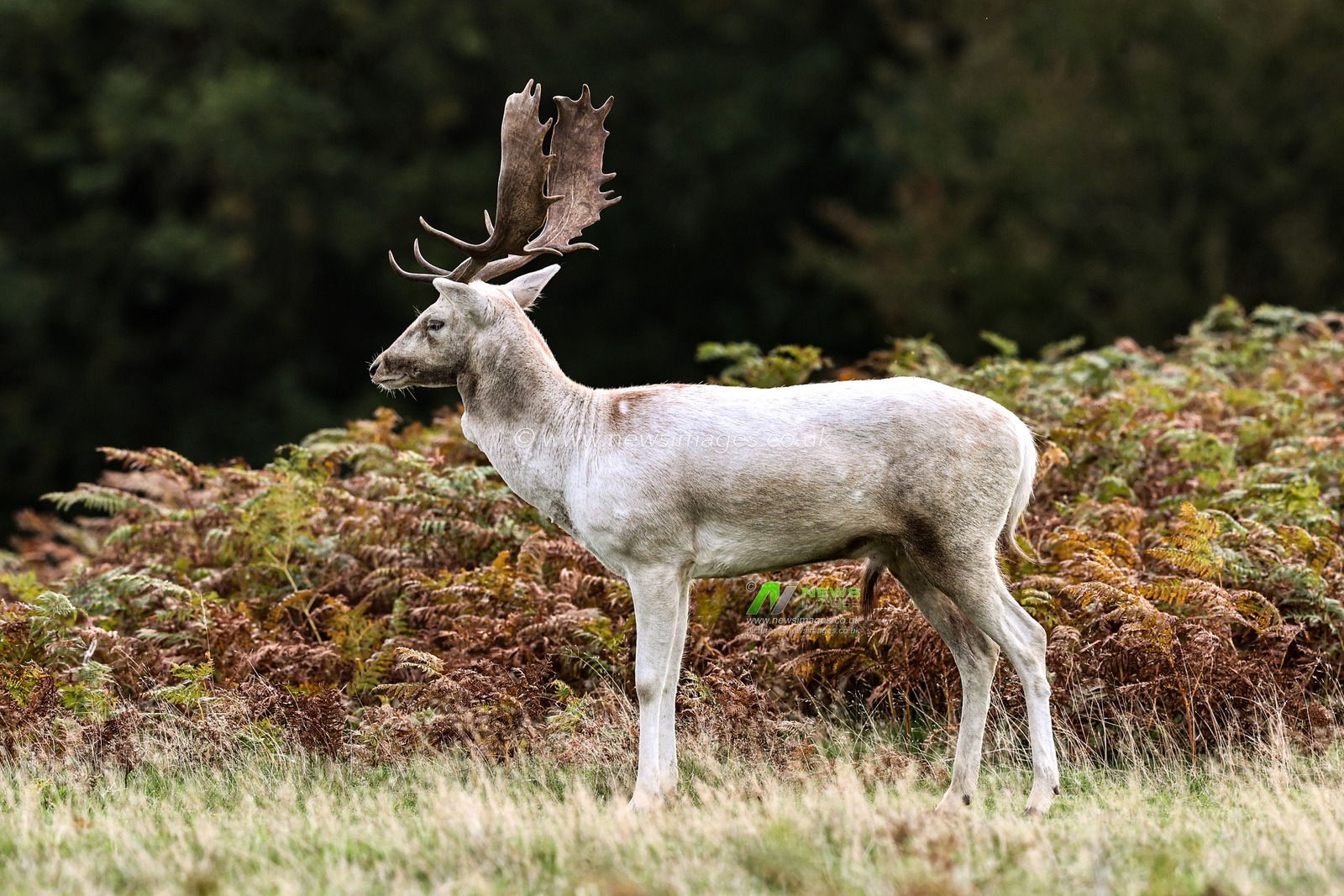 A white Fallow deer stag looking for doeâ€™s to mate with during the annual autumn deer rut at Bradgate Park, Newtown near Leicester, United Kingdom, 8th October 2025

(Photo by Alfie Cosgrove/News Images)