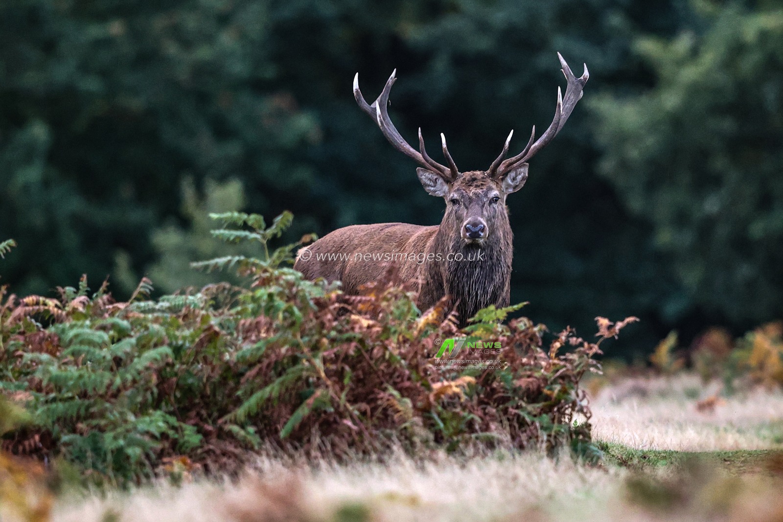 A red deer stag patrols the park looking for doe’s to mate with during the annual autumn deer rut at Bradgate Park, Newtown near Leicester, United Kingdom, 8th October 2025

(Photo by Alfie Cosgrove/News Images)