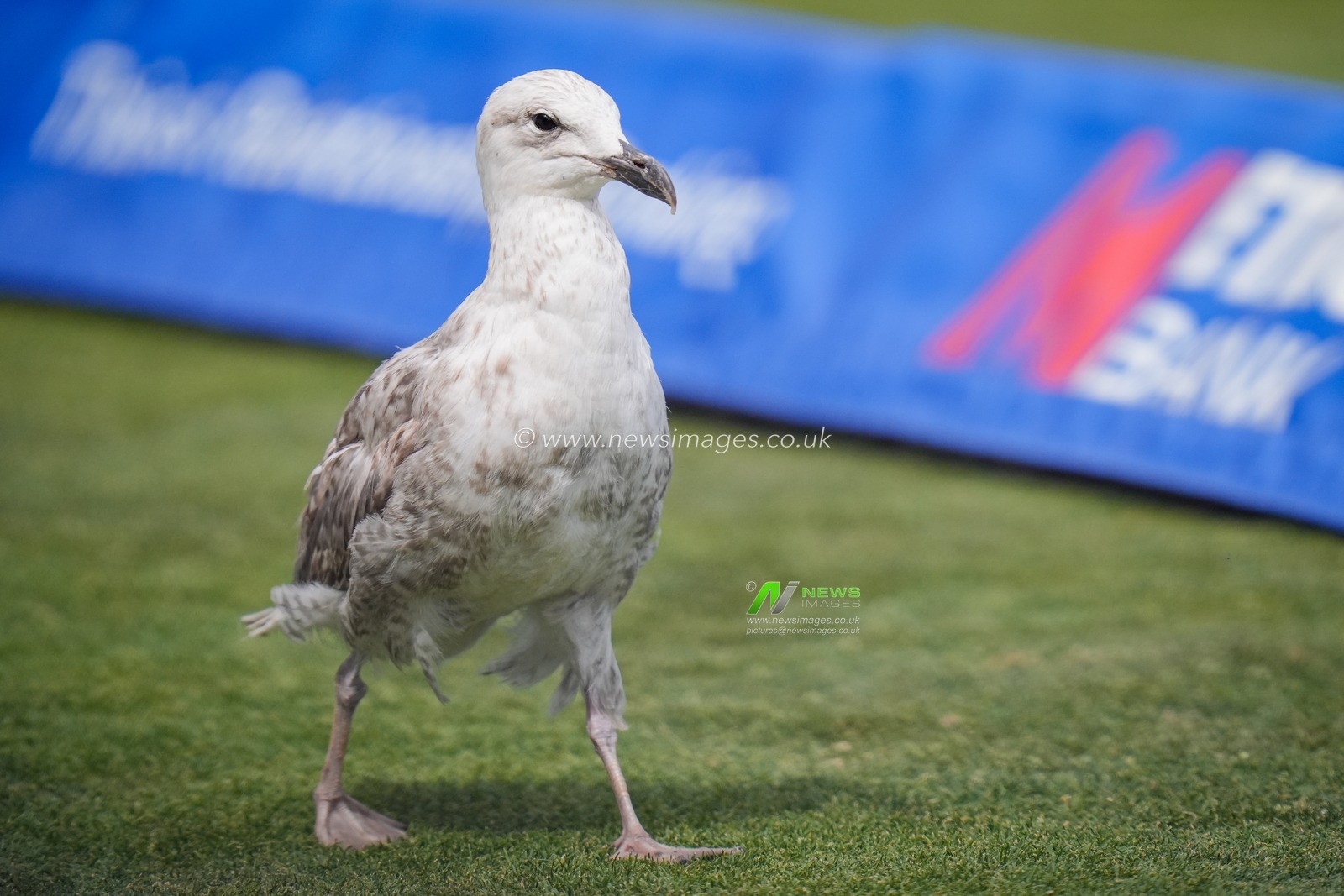 1st Metro Bank ODI: England v India