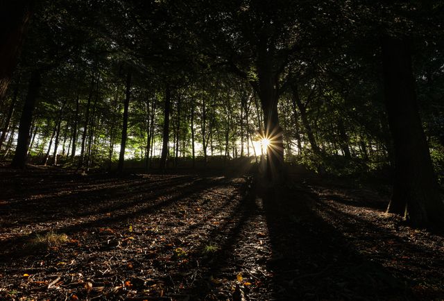 The sun bursts through the woodland at Newmillerdam Park, Wakefield, United Kingdom, 23rd September 2025

(Photo by Seth Rose/News Images)