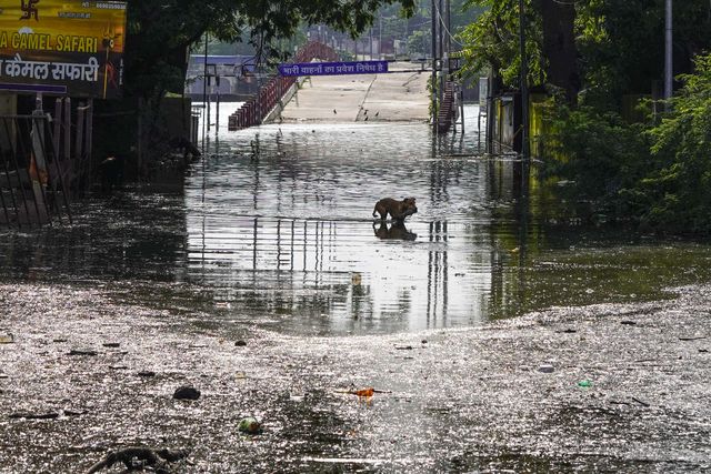 A Dog wades across a flooded street with a fish in its mouth near the holy lake of Pushkar, india on 10 September 2025.(Photo: Himanshu Sharma/News Images)