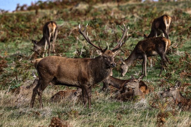 A red deer stag patrols the park looking for doe’s to mate with during the annual autumn deer rut at Bradgate Park, Newtown near Leicester, United Kingdom, 8th October 2025

(Photo by Alfie Cosgrove/News Images)