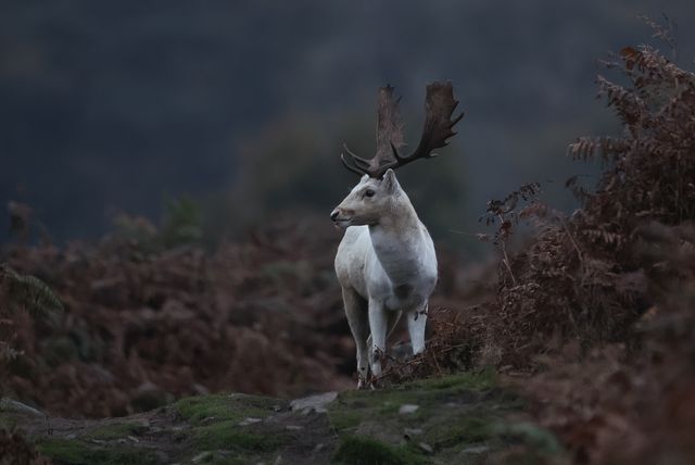 Annual autumn deer rut at Bradgate Park