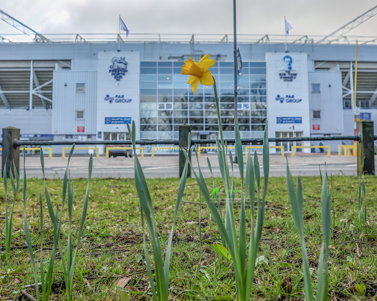 A daffodil blows in the wind outside Deepdale on Mothering Sunday during the Emirates FA Cup Quarter-finals match Preston North End vs Aston Villa at Deepdale, Preston, United Kingdom, 30th March 2025

(Photo by Mark Cosgrove/News Images)