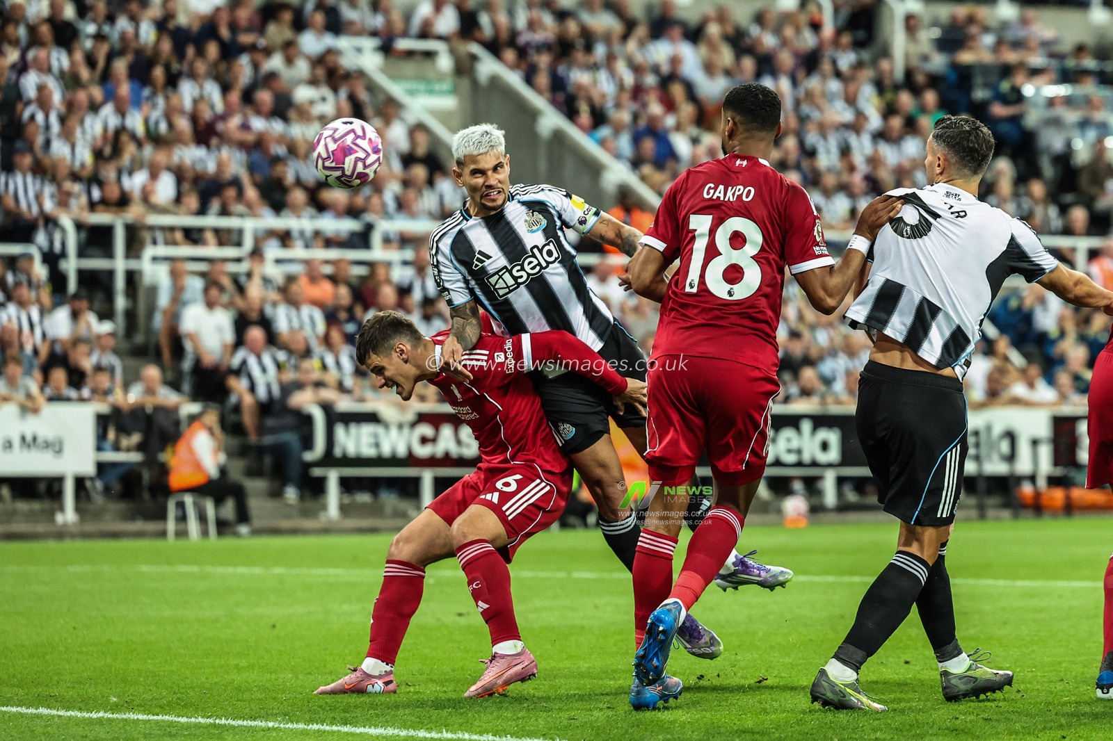 Bruno Guimarães of Newcastle United scores to make it 1-2 during the Premier League match Newcastle United vs Liverpool at St. James's Park, Newcastle, United Kingdom, 25th August 2025

(Photo by Mark Cosgrove/News Images)