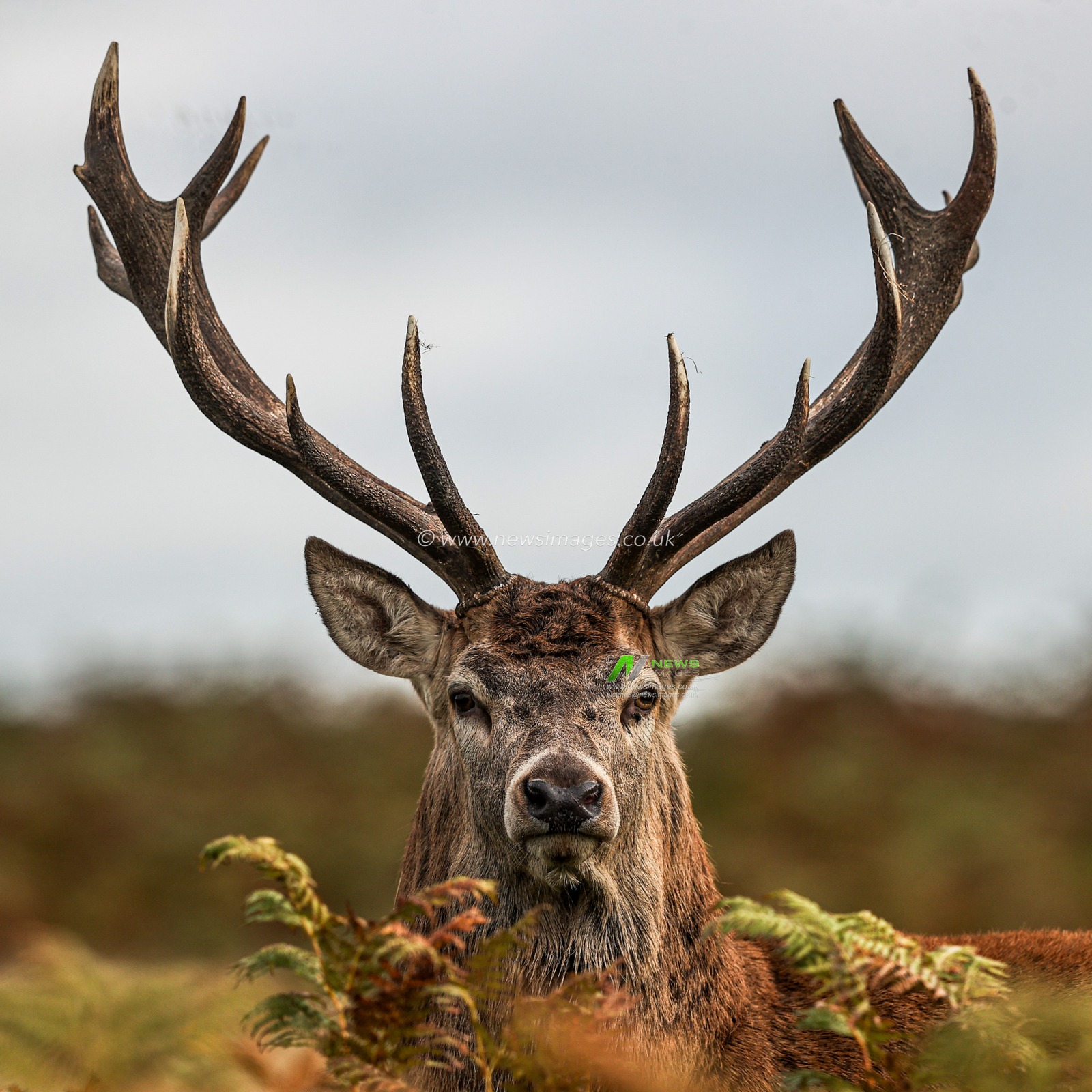 A red deer stag patrols the park looking for doe’s to mate with during the annual autumn deer rut at Bradgate Park, Newtown near Leicester, United Kingdom, 8th October 2025

(Photo by Alfie Cosgrove/News Images)