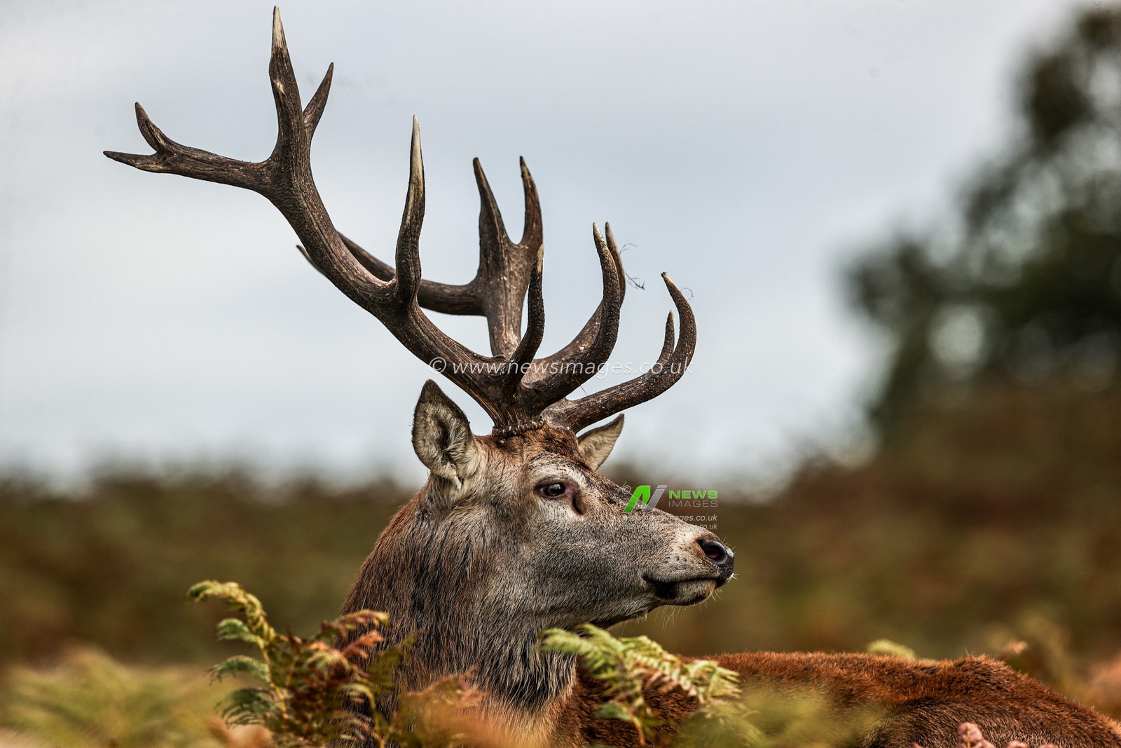 A red deer stag patrols the park looking for doe’s to mate with during the annual autumn deer rut at Bradgate Park, Newtown near Leicester, United Kingdom, 8th October 2025

(Photo by Alfie Cosgrove/News Images)