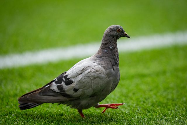 A pigeon lands on the field during the Premier League match Nottingham Forest vs Tottenham Hotspur at City Ground, Nottingham, United Kingdom on 05 September 2026

(Photo by Maynard Manyowa/News Images)