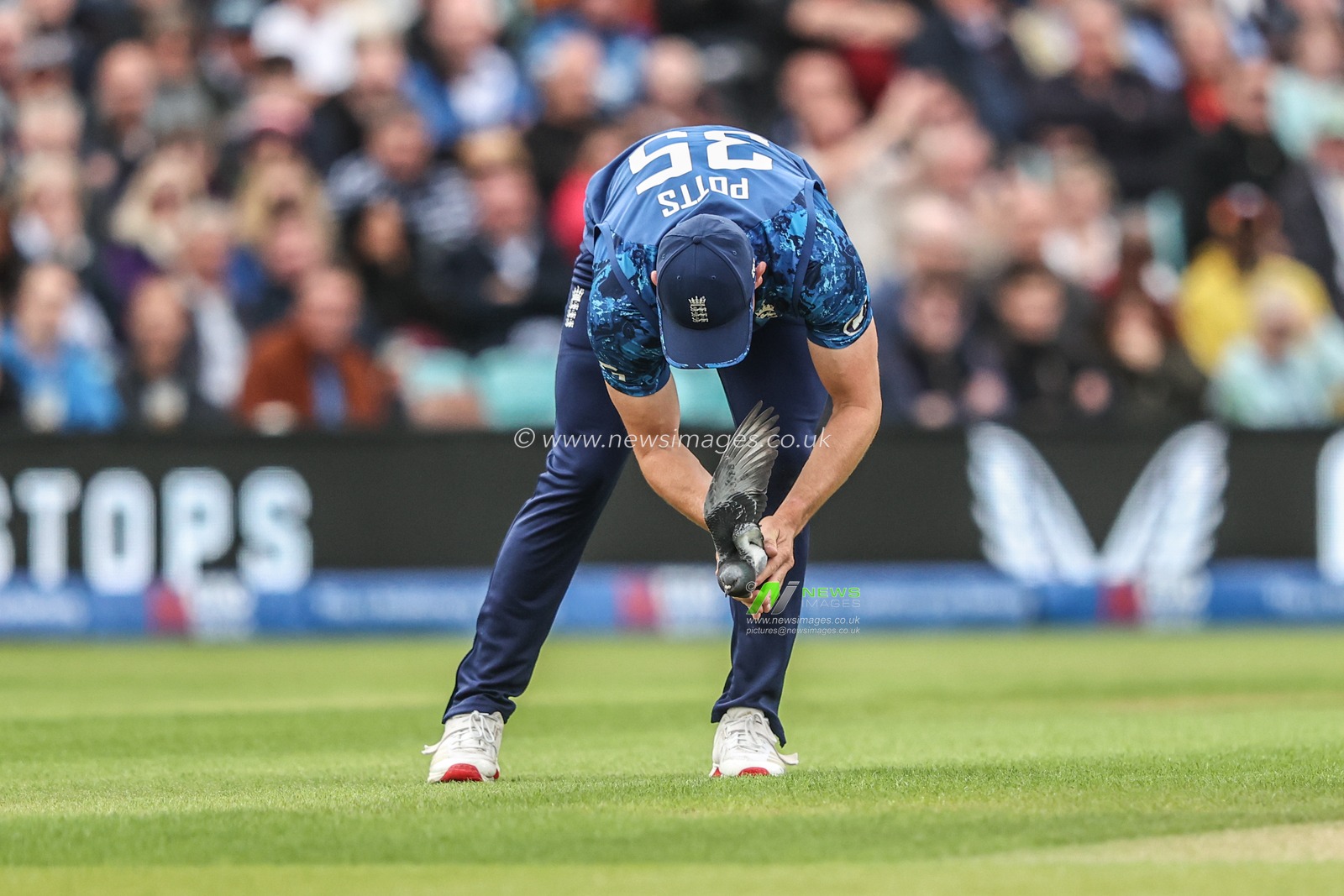 Will Jacks of England checks on a pigeon after it is hit by the ball during the 3rd Metro Bank ODI England v West Indies at The Kia Oval, London, United Kingdom, 3rd June 2025

(Photo by Alfie Cosgrove/News Images)