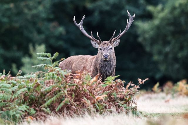 A red deer stag patrols the park looking for doe’s to mate with during the annual autumn deer rut at Bradgate Park, Newtown near Leicester, United Kingdom, 8th October 2025

(Photo by Alfie Cosgrove/News Images)