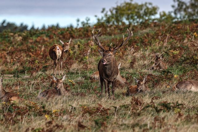 A red deer stag patrols the park looking for doe’s to mate with during the annual autumn deer rut at Bradgate Park, Newtown near Leicester, United Kingdom, 8th October 2025

(Photo by Alfie Cosgrove/News Images)