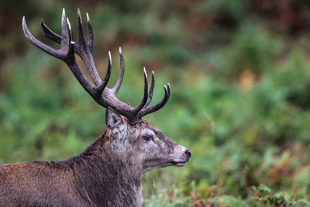 A red deer stag patrols the park looking for doe’s to mate with during the annual autumn deer rut at Bradgate Park, Newtown near Leicester, United Kingdom, 8th October 2025

(Photo by Alfie Cosgrove/News Images)