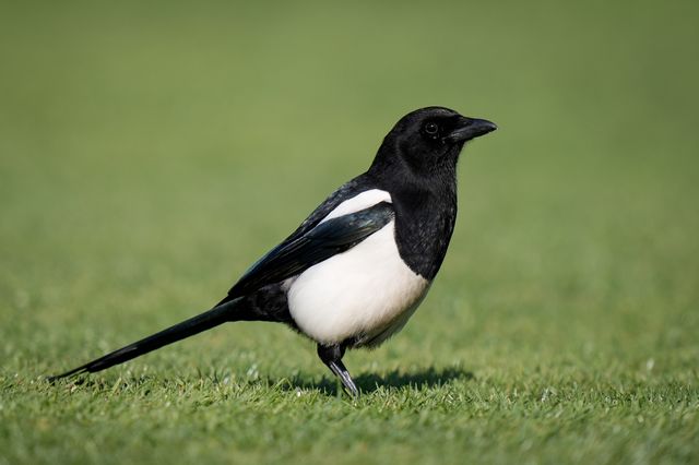 A crow during the County Championship Division Two Derbyshire vs Northamptonshire day four match at The Central Co-Op County Ground, Derby, United Kingdom on 11 May 2026

(Photo by Maynard Manyowa/News Images)