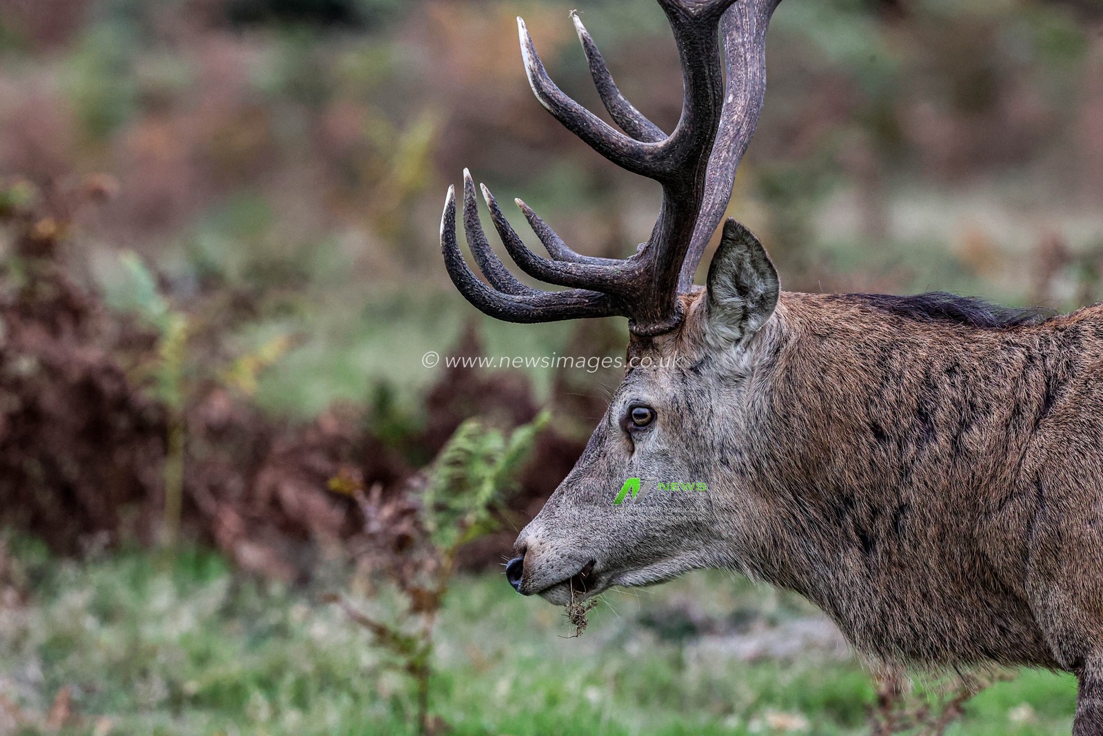 A red deer stag during the annual autumn deer rut at Bradgate Park, Newtown near Leicester, United Kingdom, 9th October 2025

(Photo by Alfie Cosgrove/News Images)