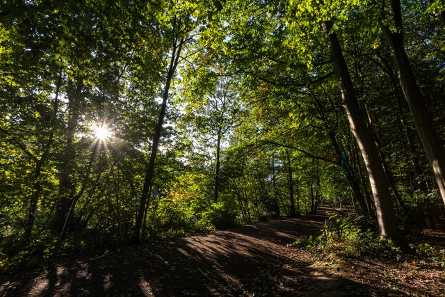 The sun bursts through the woodland at Newmillerdam Park, Wakefield, United Kingdom, 23rd September 2025

(Photo by Seth Rose/News Images)