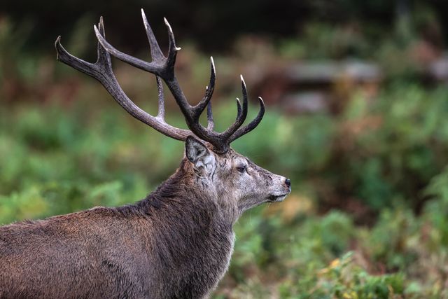 A red deer stag patrols the park looking for doe’s to mate with during the annual autumn deer rut at Bradgate Park, Newtown near Leicester, United Kingdom, 8th October 2025

(Photo by Alfie Cosgrove/News Images)