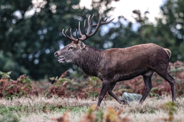 A red deer stag patrols the park looking for doe’s to mate with during the annual autumn deer rut at Bradgate Park, Newtown near Leicester, United Kingdom, 8th October 2025

(Photo by Alfie Cosgrove/News Images)