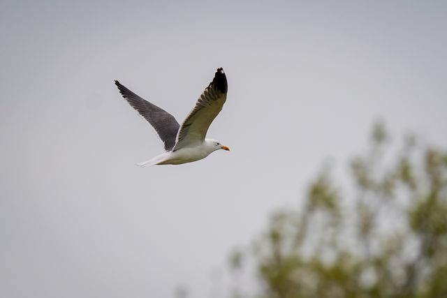 A sea gull flies above the field of play during the County Championship Division One day 3 Leicestershire vs Nottinghamshire at Grace Road, Leicester, United Kingdom on 03 May 2026

(Photo by Maynard Manyowa/News Images)
