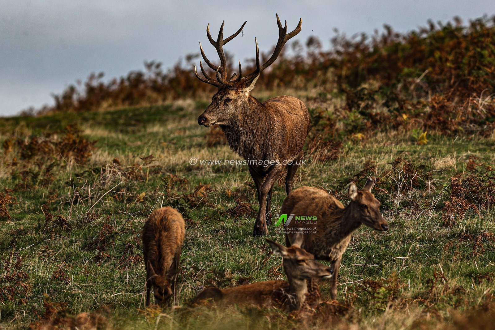 A red deer stag patrols the park looking for doe’s to mate with during the annual autumn deer rut at Bradgate Park, Newtown near Leicester, United Kingdom, 8th October 2025

(Photo by Alfie Cosgrove/News Images)