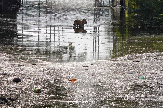 A Dog wades across a flooded street with a fish in its mouth near the holy lake of Pushkar, india on 10 September 2025.(Photo: Himanshu Sharma/News Images)