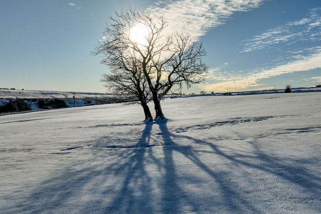 A lone tree and shadow from the sun as heavy Snow over the hills of Scammonden Bridge and Reservoir areas of West Yorkshire r, Kirklees, United Kingdom, 11th January 2025

(Photo by Mark Cosgrove/News Images)