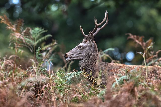 A red deer stag patrols the park looking for doe’s to mate with during the annual autumn deer rut at Bradgate Park, Newtown near Leicester, United Kingdom, 8th October 2025

(Photo by Alfie Cosgrove/News Images)