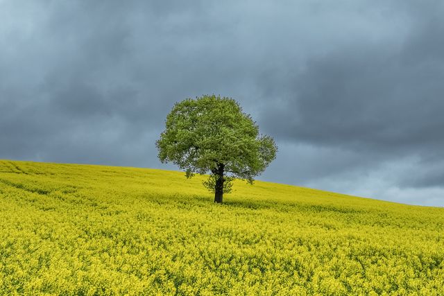 A moody sky over a lone oak in a field of yellow rapeseed blossom on farmland in the village of Woolley near Wakefield, United Kingdom, 16th April 2025

(Photo by Mark Cosgrove/News Images)
