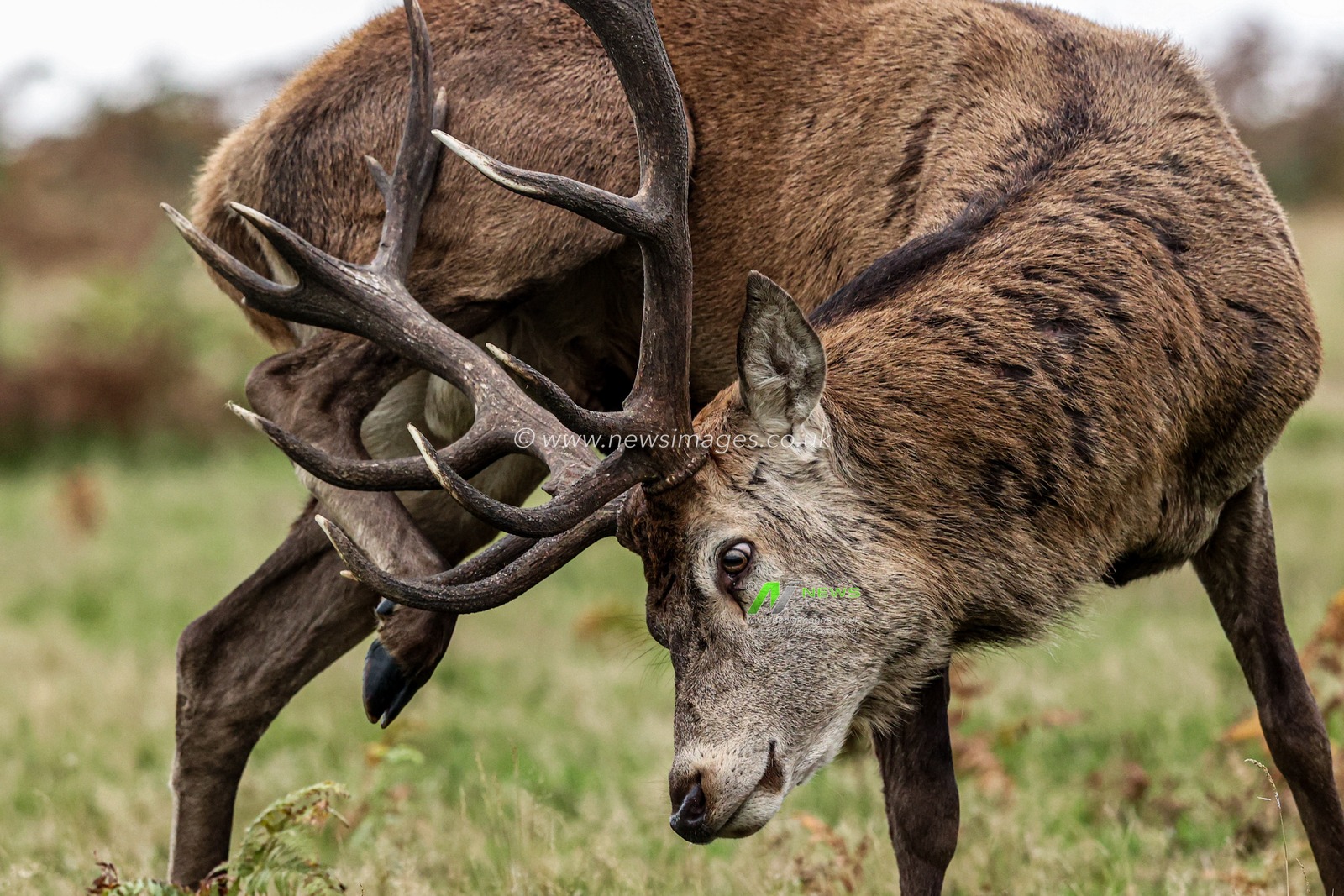 A red deer stag during the annual autumn deer rut at Bradgate Park, Newtown near Leicester, United Kingdom, 9th October 2025

(Photo by Alfie Cosgrove/News Images)