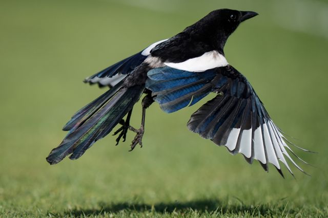 A crow during the County Championship Division Two Derbyshire vs Northamptonshire day four match at The Central Co-Op County Ground, Derby, United Kingdom on 11 May 2026

(Photo by Maynard Manyowa/News Images)