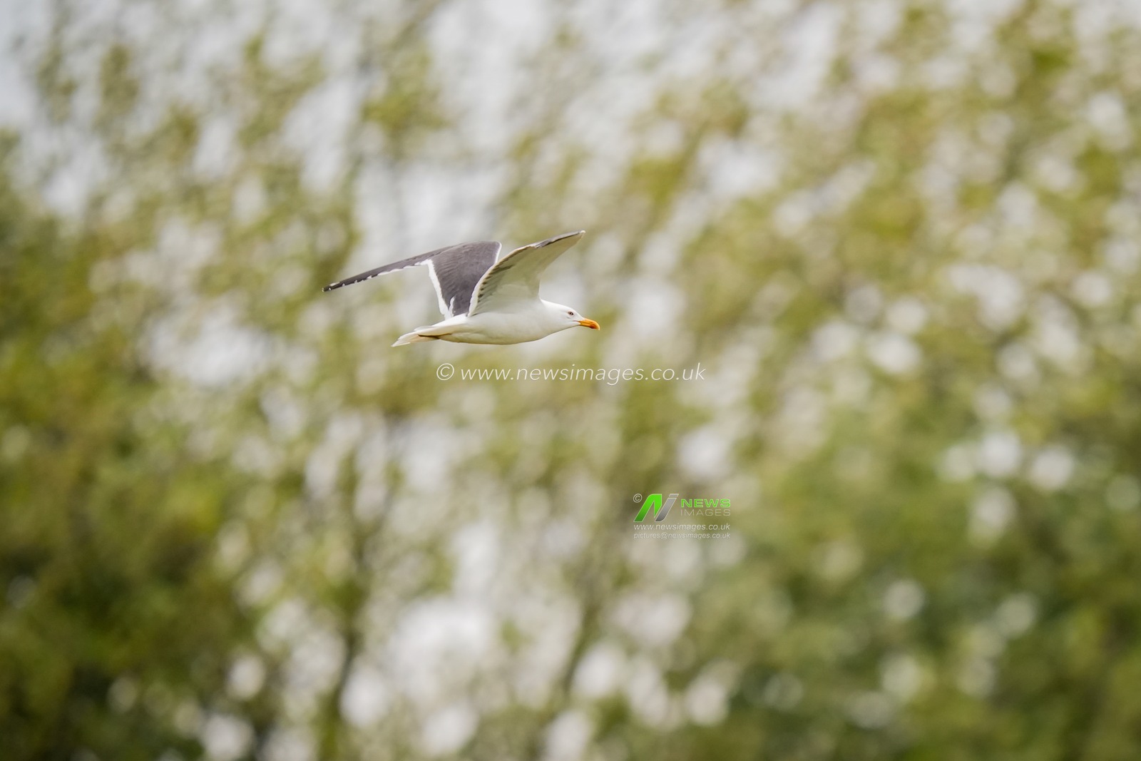 A sea gull flies above the field of play during the County Championship Division One day 3 Leicestershire vs Nottinghamshire at Grace Road, Leicester, United Kingdom on 03 May 2026

(Photo by Maynard Manyowa/News Images)
