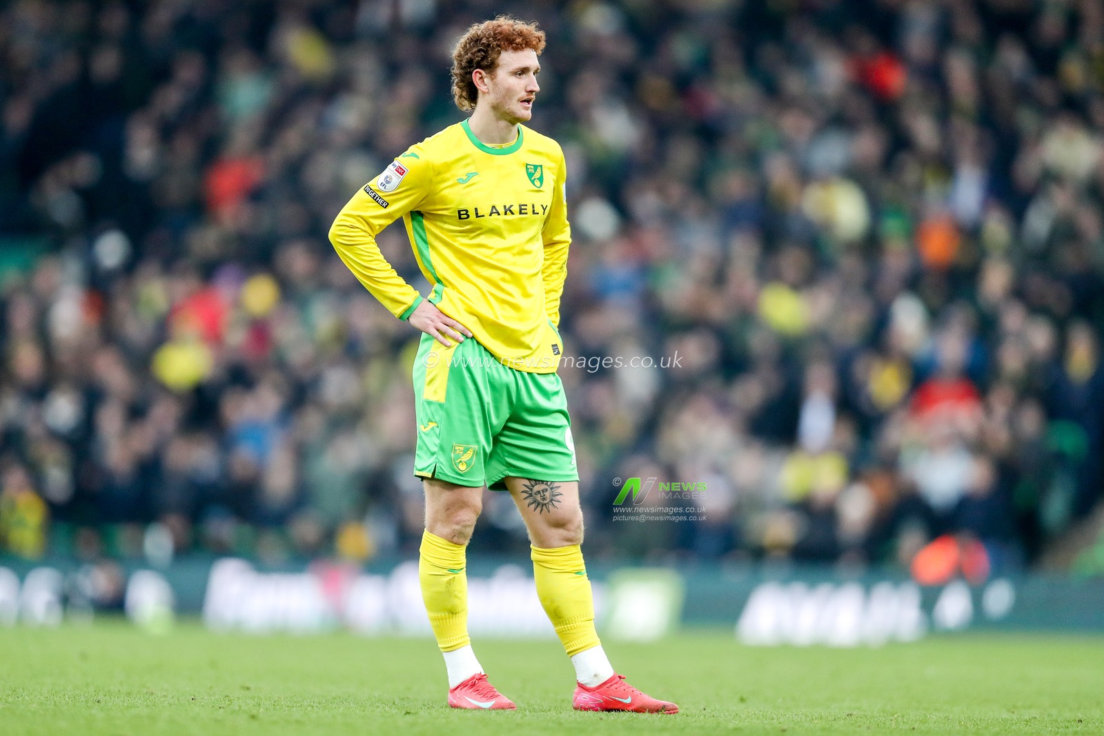 Josh Sargent of Norwich City looks on during the Sky Bet Championship match Norwich City vs Derby County at Carrow Road, Norwich, United Kingdom, 8th February 2025

(Photo by Izzy Poles/News Images)