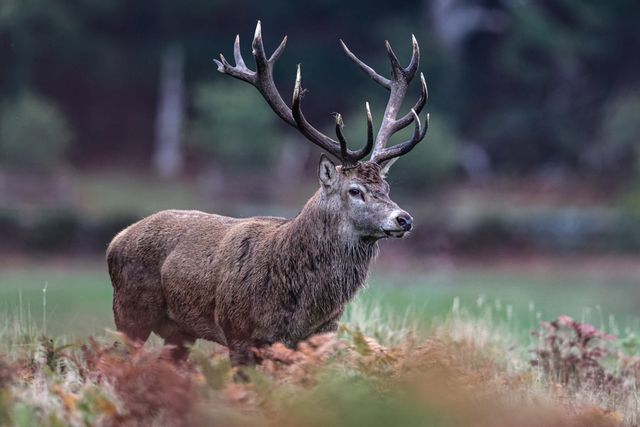 A red deer stag patrols the park looking for doe’s to mate with during the annual autumn deer rut at Bradgate Park, Newtown near Leicester, United Kingdom, 8th October 2025

(Photo by Alfie Cosgrove/News Images)