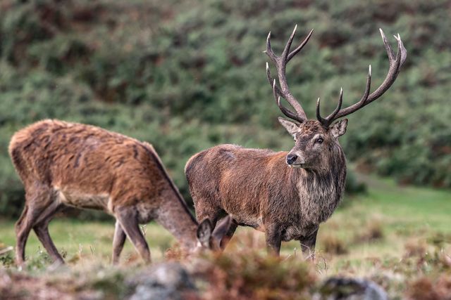 A red deer stag patrols the park looking for doe’s to mate with during the annual autumn deer rut at Bradgate Park, Newtown near Leicester, United Kingdom, 8th October 2025

(Photo by Alfie Cosgrove/News Images)