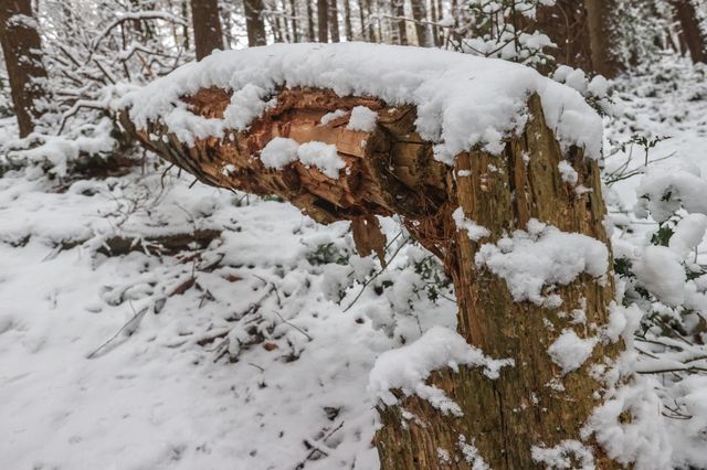 Snow Fall at Langsett Reservoir , Langsett, United Kingdom, 19th November 2024

(Photo by Alfie Cosgrove/News Images)