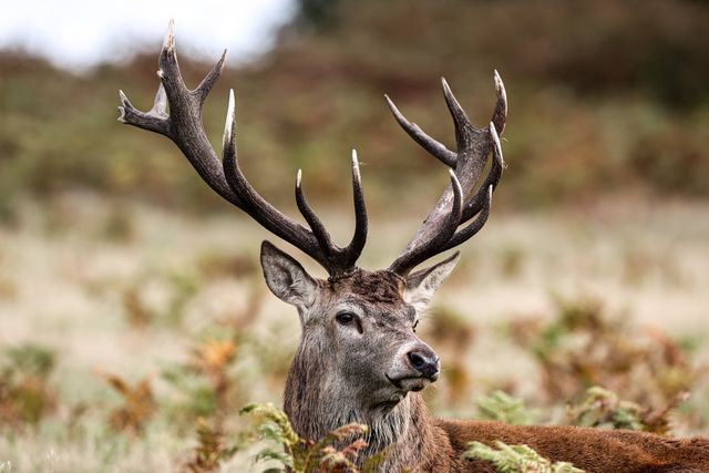 A red deer stag patrols the park looking for doe’s to mate with during the annual autumn deer rut at Bradgate Park, Newtown near Leicester, United Kingdom, 8th October 2025

(Photo by Alfie Cosgrove/News Images)