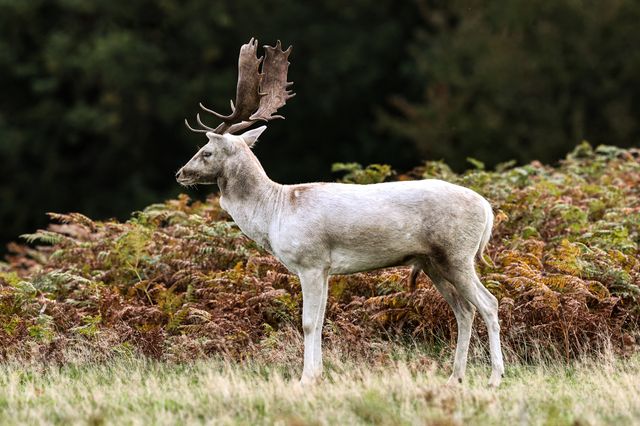 A white Fallow deer stag looking for doe’s to mate with during the annual autumn deer rut at Bradgate Park, Newtown near Leicester, United Kingdom, 8th October 2025

(Photo by Alfie Cosgrove/News Images)