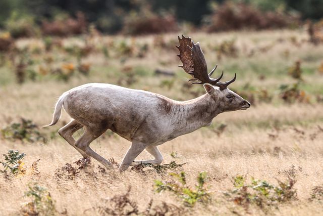 A white Fallow deer stag looking for doe’s to mate with during the annual autumn deer rut at Bradgate Park, Newtown near Leicester, United Kingdom, 8th October 2025

(Photo by Alfie Cosgrove/News Images)