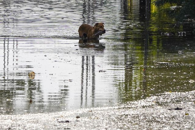 A Dog wades across a flooded street near the holy lake of Pushkar