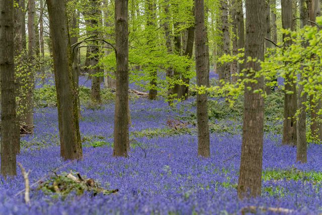 Dockey Wood bluebells near the Ashridge estate
