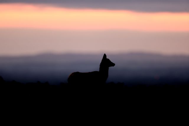 Annual autumn deer rut at Bradgate Park